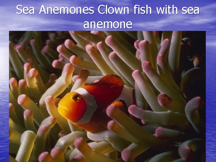 Sea Anemones Clown fish with sea anemone 