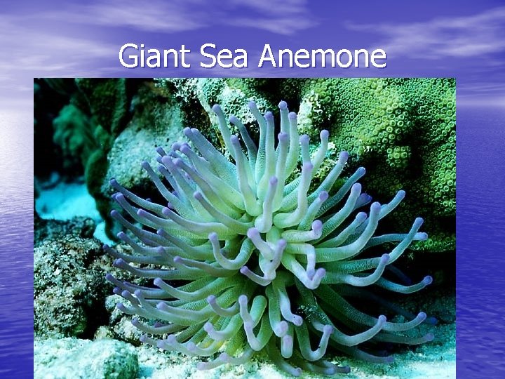 Giant Sea Anemone 