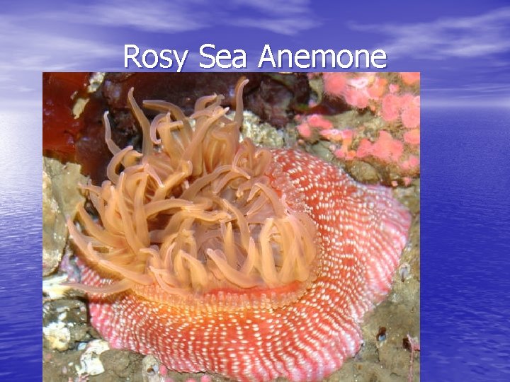 Rosy Sea Anemone 