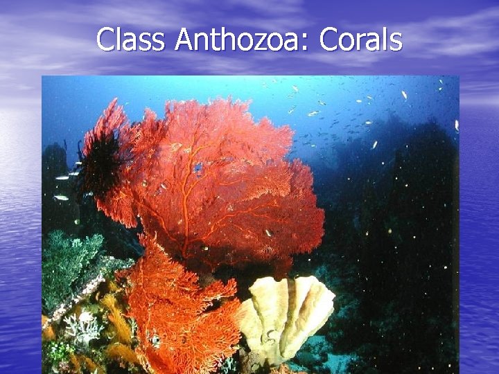 Class Anthozoa: Corals 