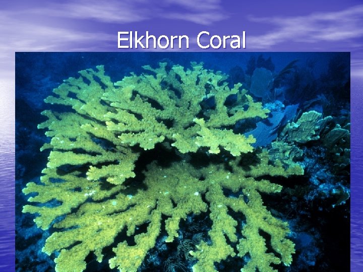 Elkhorn Coral 