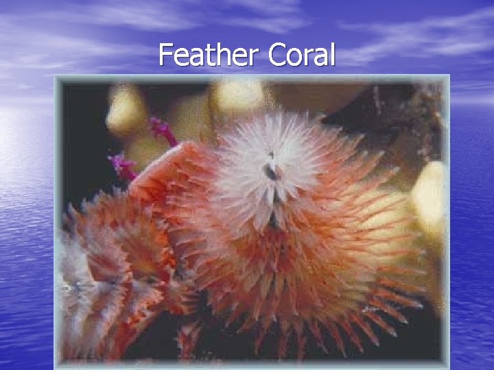 Feather Coral 