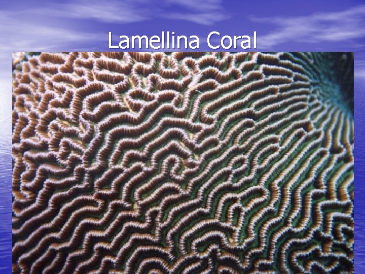 Lamellina Coral 