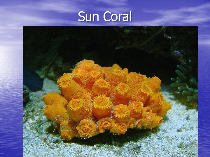 Sun Coral 