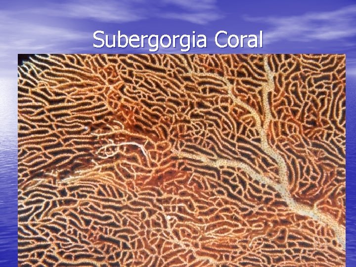 Subergorgia Coral 