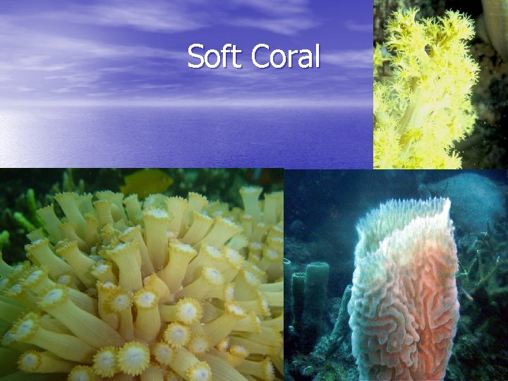 Soft Coral 