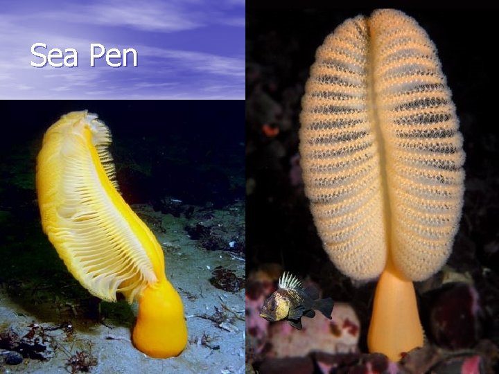 Sea Pen 