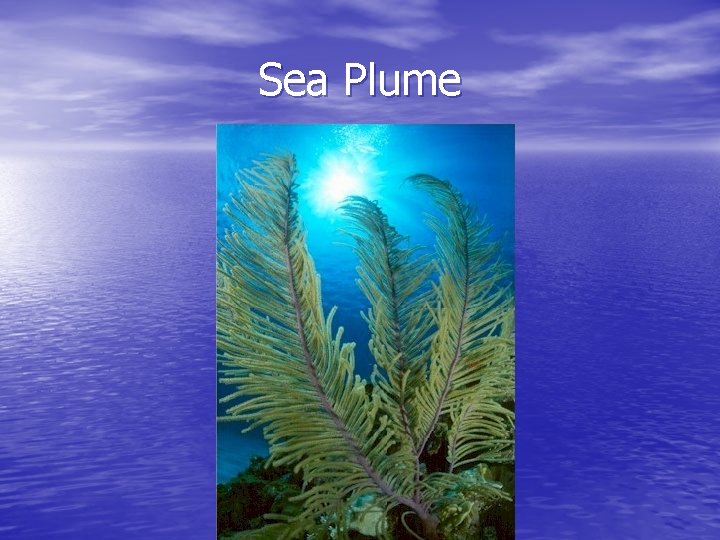 Sea Plume 