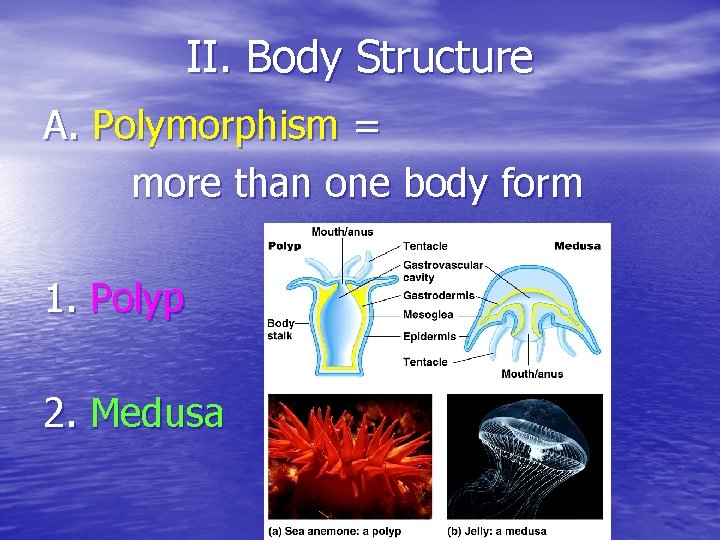 II. Body Structure A. Polymorphism = more than one body form 1. Polyp 2.