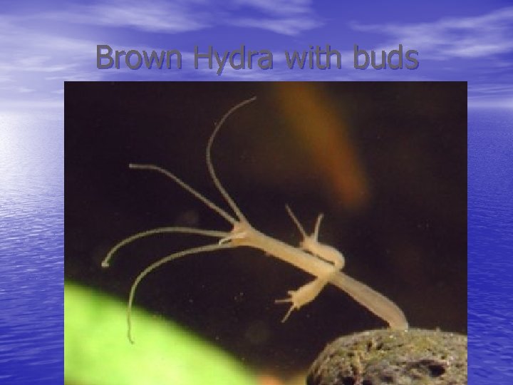 Brown Hydra with buds 