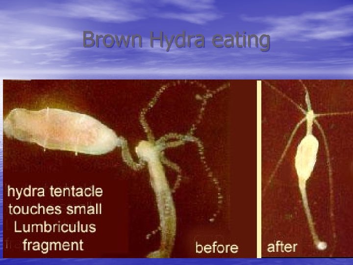 Brown Hydra eating 