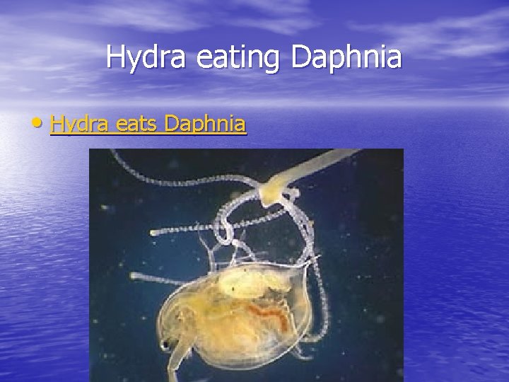 Hydra eating Daphnia • Hydra eats Daphnia 