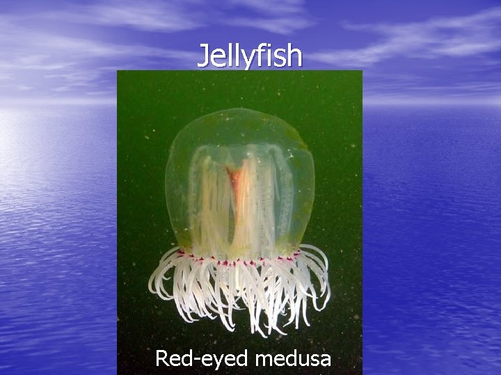 Jellyfish Red-eyed medusa 