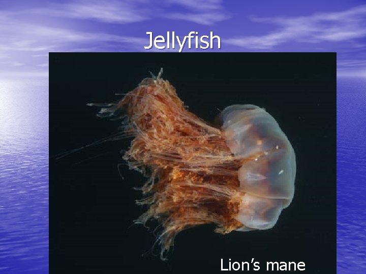 Jellyfish Lion’s mane 