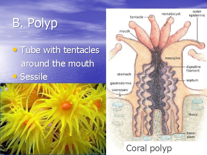 B. Polyp • Tube with tentacles around the mouth • Sessile Coral polyp 