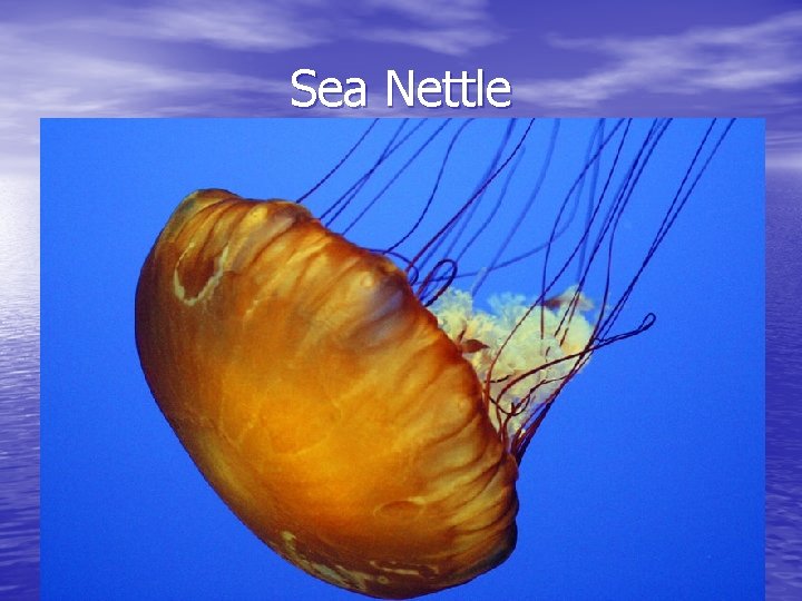 Sea Nettle 