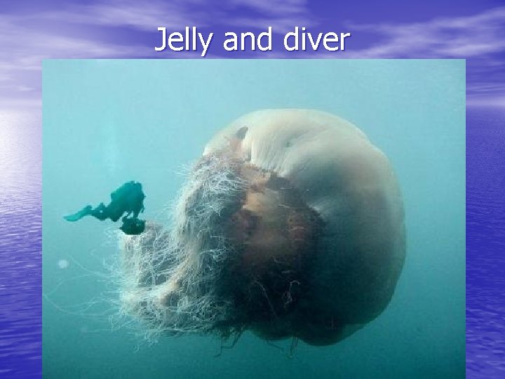Jelly and diver 