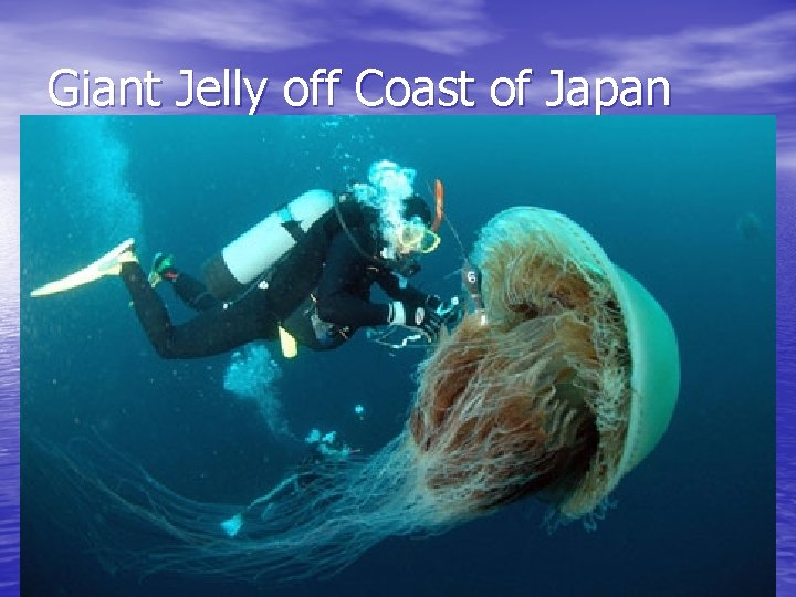 Giant Jelly off Coast of Japan 