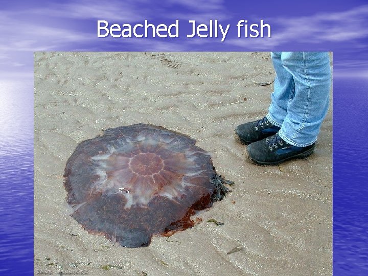 Beached Jelly fish 