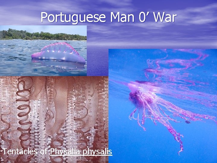 Portuguese Man 0’ War Tentacles of Physalia physalis 