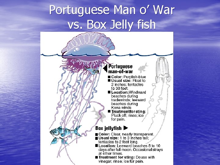 Portuguese Man o’ War vs. Box Jelly fish 