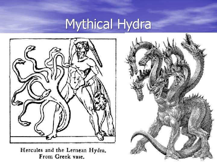 Mythical Hydra 
