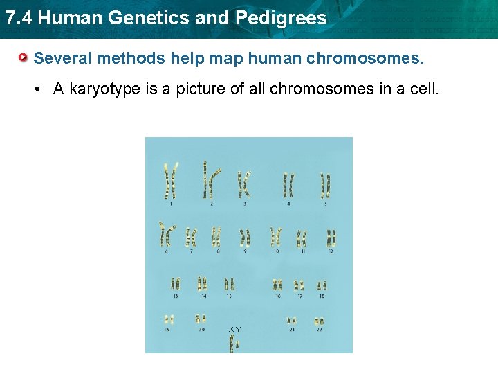 7. 4 Human Genetics and Pedigrees Several methods help map human chromosomes. • A 7. 4 Human Genetics and Pedigrees Several methods help map human chromosomes. • A