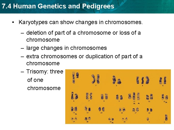 7. 4 Human Genetics and Pedigrees • Karyotypes can show changes in chromosomes. – 7. 4 Human Genetics and Pedigrees • Karyotypes can show changes in chromosomes. –