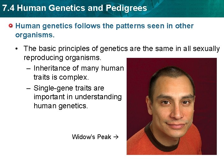 7. 4 Human Genetics and Pedigrees Human genetics follows the patterns seen in other 7. 4 Human Genetics and Pedigrees Human genetics follows the patterns seen in other