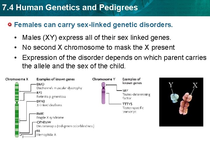 7. 4 Human Genetics and Pedigrees Females can carry sex-linked genetic disorders. • Males 7. 4 Human Genetics and Pedigrees Females can carry sex-linked genetic disorders. • Males