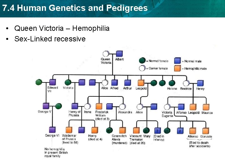 7. 4 Human Genetics and Pedigrees • Queen Victoria – Hemophilia • Sex-Linked recessive 7. 4 Human Genetics and Pedigrees • Queen Victoria – Hemophilia • Sex-Linked recessive