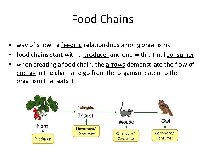 Food Chains • way of showing feeding relationships among organisms • food chains start