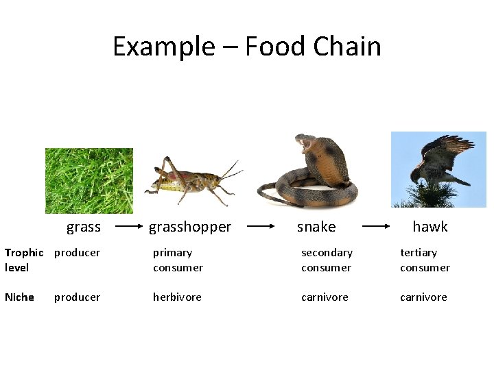 Example – Food Chain grasshopper snake hawk Trophic producer level primary consumer secondary consumer