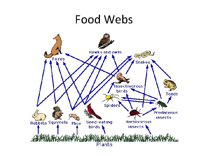 Food Webs 