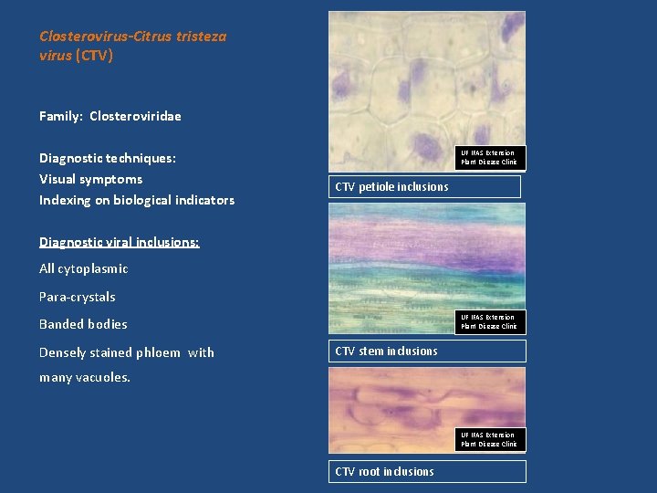 Closterovirus-Citrus tristeza virus (CTV) Family: Closteroviridae Diagnostic techniques: Visual symptoms Indexing on biological indicators