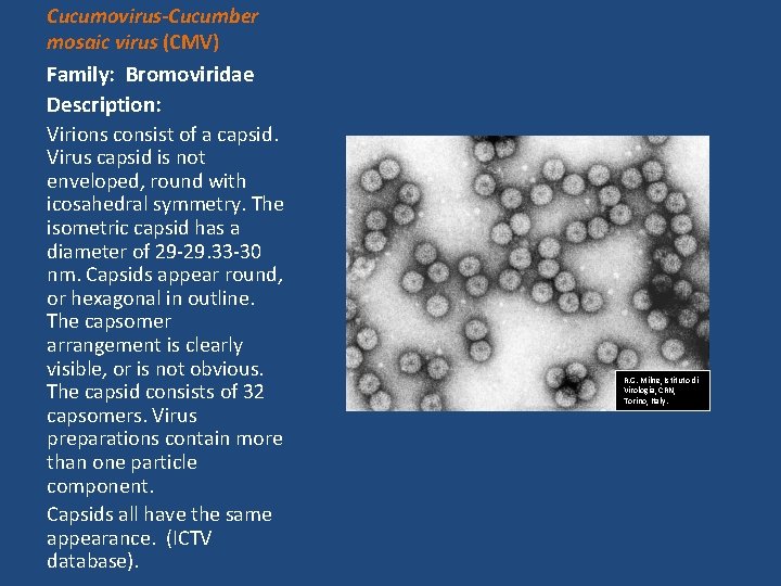 Cucumovirus-Cucumber mosaic virus (CMV) Family: Bromoviridae Description: Virions consist of a capsid. Virus capsid