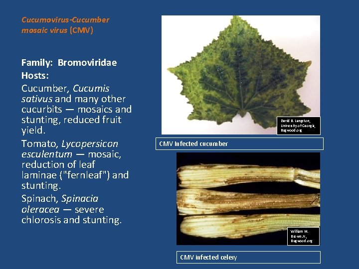 Cucumovirus-Cucumber mosaic virus (CMV) Family: Bromoviridae Hosts: Cucumber, Cucumis sativus and many other cucurbits