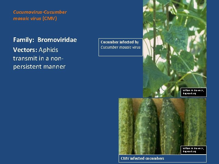 Cucumovirus-Cucumber mosaic virus (CMV) Family: Bromoviridae Vectors: Aphids transmit in a nonpersistent manner Cucumber