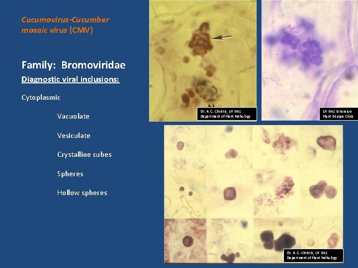 Cucumovirus-Cucumber mosaic virus (CMV) Family: Bromoviridae Diagnostic viral inclusions: Cytoplasmic Vacuolate Dr. R. G.