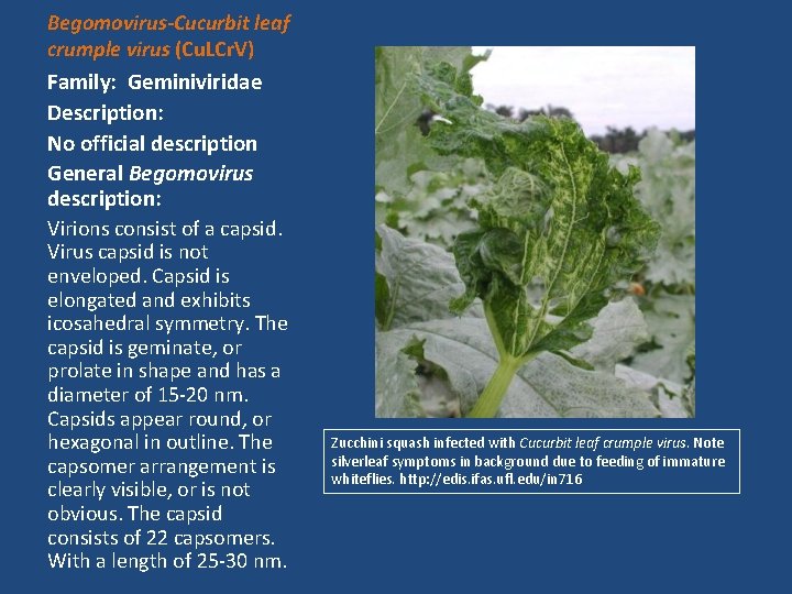 Begomovirus-Cucurbit leaf crumple virus (Cu. LCr. V) Family: Geminiviridae Description: No official description General