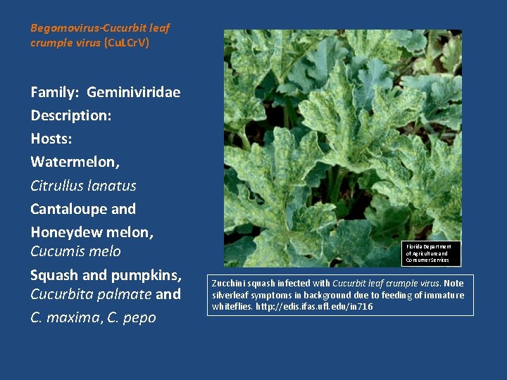 Begomovirus-Cucurbit leaf crumple virus (Cu. LCr. V) Family: Geminiviridae Description: Hosts: Watermelon, Citrullus lanatus