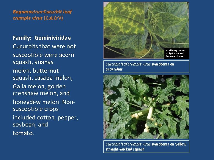 Begomovirus-Cucurbit leaf crumple virus (Cu. LCr. V) Family: Geminiviridae Cucurbits that were not susceptible