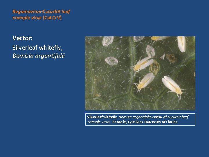 Begomovirus-Cucurbit leaf crumple virus (Cu. LCr. V) Vector: Silverleaf whitefly, Bemisia argentifolii Silverleaf whitefly,