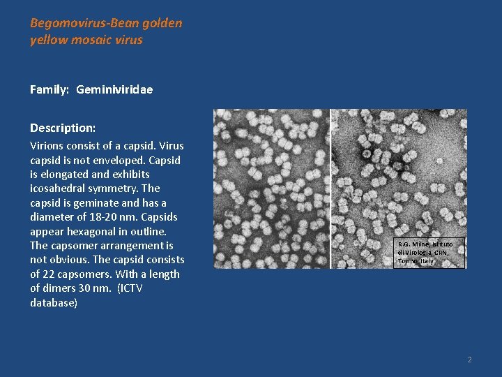 Begomovirus-Bean golden yellow mosaic virus Family: Geminiviridae Description: Virions consist of a capsid. Virus