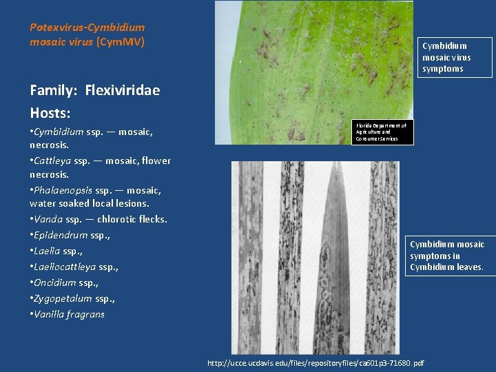 Potexvirus-Cymbidium mosaic virus (Cym. MV) Cymbidium mosaic virus symptoms Family: Flexiviridae Hosts: • Cymbidium