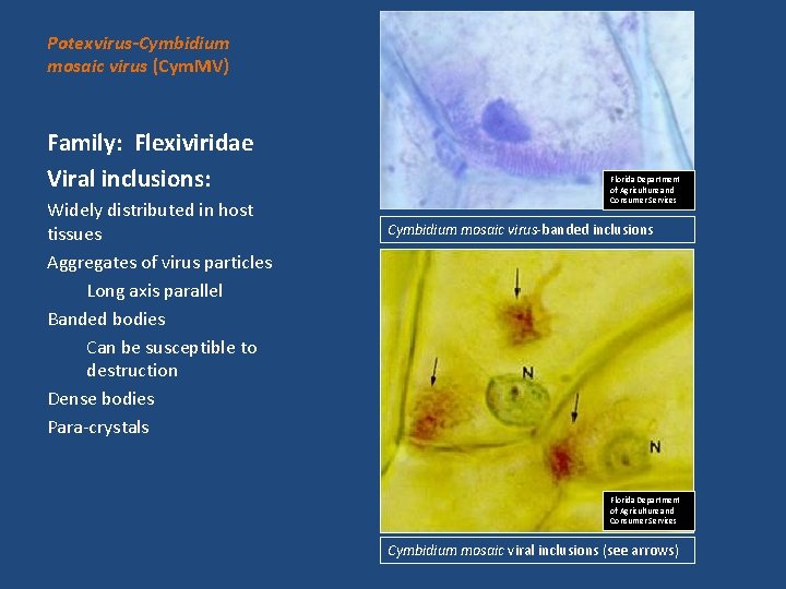 Potexvirus-Cymbidium mosaic virus (Cym. MV) Family: Flexiviridae Viral inclusions: Widely distributed in host tissues