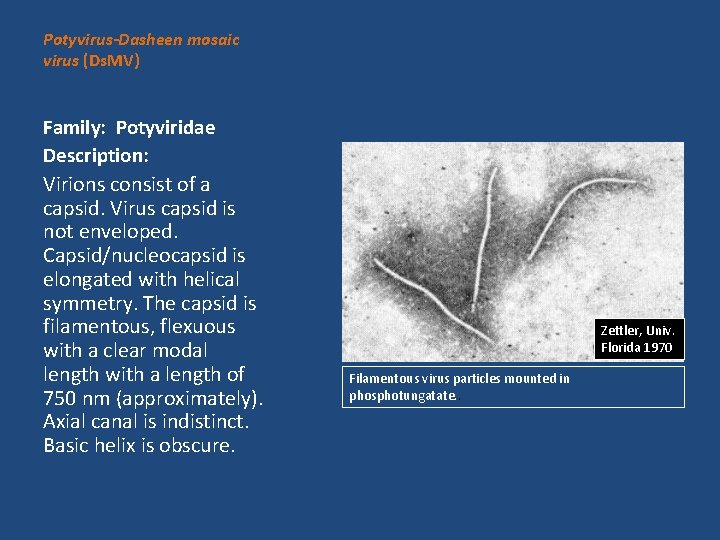 Potyvirus-Dasheen mosaic virus (Ds. MV) Family: Potyviridae Description: Virions consist of a capsid. Virus