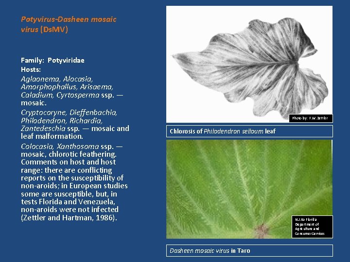 Potyvirus-Dasheen mosaic virus (Ds. MV) Family: Potyviridae Hosts: Aglaonema, Alocasia, Amorphophallus, Arisaema, Caladium, Cyrtosperma