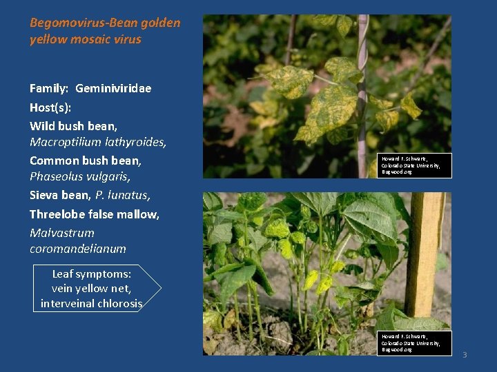 Begomovirus-Bean golden yellow mosaic virus Family: Geminiviridae Host(s): Wild bush bean, Macroptilium lathyroides, Common
