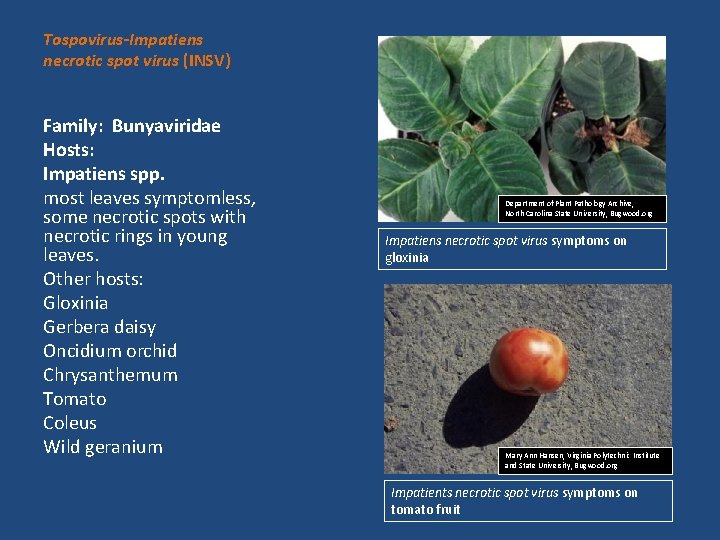 Tospovirus-Impatiens necrotic spot virus (INSV) Family: Bunyaviridae Hosts: Impatiens spp. most leaves symptomless, some